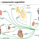 Terapia Bowen și Nervul vag – componentă a „medicului interior” al organismului uman